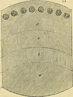 An illustration from The gardener's magazine and register of rural & domestic improvement (1826)