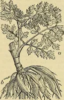 An illustration from The gardener's magazine and register of rural & domestic improvement (1826)