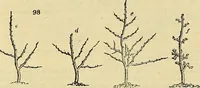 An illustration from The gardener's magazine and register of rural & domestic improvement (1826)