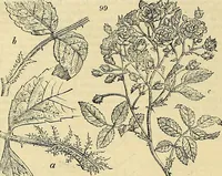 An illustration from The gardener's magazine and register of rural & domestic improvement (1826)