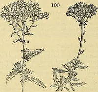 An illustration from The gardener's magazine and register of rural & domestic improvement (1826)
