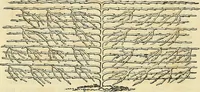 An illustration from The gardener's magazine and register of rural & domestic improvement (1826)