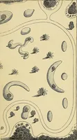 An illustration from The gardener's magazine and register of rural & domestic improvement (1826)