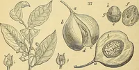 An illustration from The gardener's magazine and register of rural & domestic improvement (1826)