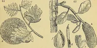 An illustration from The gardener's magazine and register of rural & domestic improvement (1826)