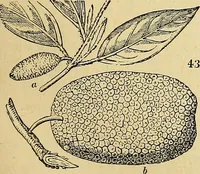 An illustration from The gardener's magazine and register of rural & domestic improvement (1826)