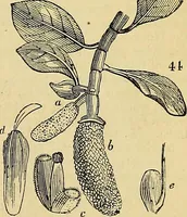 An illustration from The gardener's magazine and register of rural & domestic improvement (1826)