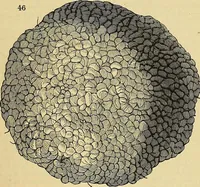 An illustration from The gardener's magazine and register of rural & domestic improvement (1826)