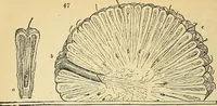 An illustration from The gardener's magazine and register of rural & domestic improvement (1826)