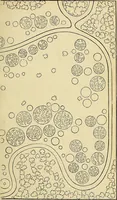 An illustration from The gardener's magazine and register of rural & domestic improvement (1826)