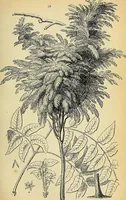 An illustration from The gardener's magazine and register of rural & domestic improvement (1826)