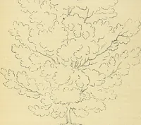 An illustration from The gardener's magazine and register of rural & domestic improvement (1826)