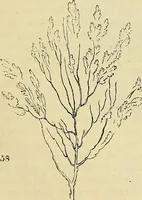 An illustration from The gardener's magazine and register of rural & domestic improvement (1826)
