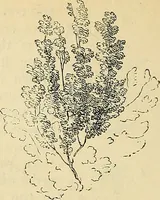 An illustration from The gardener's magazine and register of rural & domestic improvement (1826)