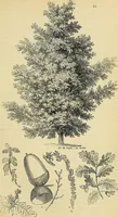 An illustration from The gardener's magazine and register of rural & domestic improvement (1826)