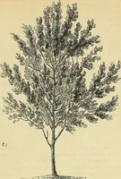 An illustration from The gardener's magazine and register of rural & domestic improvement (1826)