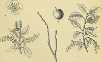 An illustration from The gardener's magazine and register of rural & domestic improvement (1826)