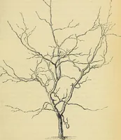 An illustration from The gardener's magazine and register of rural & domestic improvement (1826)