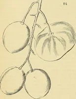 An illustration from The gardener's magazine and register of rural & domestic improvement (1826)