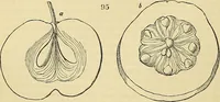 An illustration from The gardener's magazine and register of rural & domestic improvement (1826)