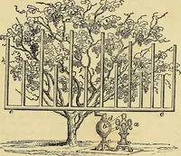 An illustration from The gardener's magazine and register of rural & domestic improvement (1826)