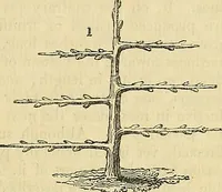An illustration from The gardener's magazine and register of rural & domestic improvement (1826)