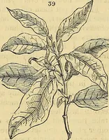 An illustration from The gardener's magazine and register of rural & domestic improvement (1826)
