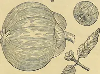 An illustration from The gardener's magazine and register of rural & domestic improvement (1826)
