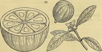 An illustration from The gardener's magazine and register of rural & domestic improvement (1826)