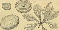 An illustration from The gardener's magazine and register of rural & domestic improvement (1826)