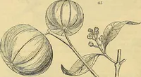 An illustration from The gardener's magazine and register of rural & domestic improvement (1826)