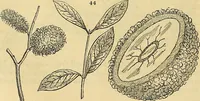 An illustration from The gardener's magazine and register of rural & domestic improvement (1826)