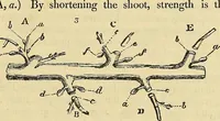 Picture 4 of 115 from The gardener's magazine and register of rural & domestic improvement (1826), leaf 17