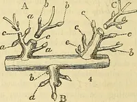An illustration from The gardener's magazine and register of rural & domestic improvement (1826)