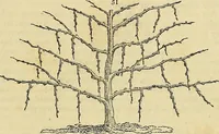 An illustration from The gardener's magazine and register of rural & domestic improvement (1826)