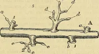 An illustration from The gardener's magazine and register of rural & domestic improvement (1826)