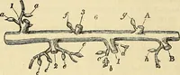 An illustration from The gardener's magazine and register of rural & domestic improvement (1826)