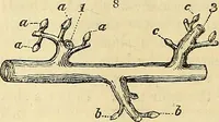 An illustration from The gardener's magazine and register of rural & domestic improvement (1826)