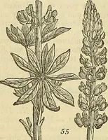 An illustration from The gardener's magazine and register of rural & domestic improvement (1826)