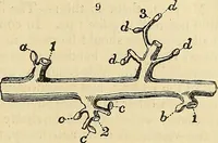 An illustration from The gardener's magazine and register of rural & domestic improvement (1826)