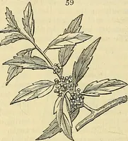 An illustration from The gardener's magazine and register of rural & domestic improvement (1826)