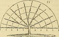 An illustration from The gardener's magazine and register of rural & domestic improvement (1826)