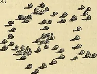 An illustration from The gardener's magazine and register of rural & domestic improvement (1826)