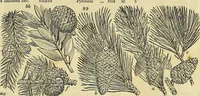 An illustration from The gardener's magazine and register of rural & domestic improvement (1826)