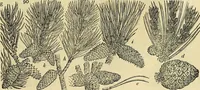 An illustration from The gardener's magazine and register of rural & domestic improvement (1826)