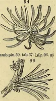 An illustration from The gardener's magazine and register of rural & domestic improvement (1826)