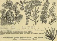 An illustration from The gardener's magazine and register of rural & domestic improvement (1826)