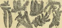 An illustration from The gardener's magazine and register of rural & domestic improvement (1826)
