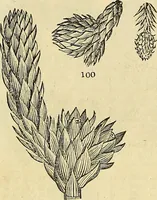 An illustration from The gardener's magazine and register of rural & domestic improvement (1826)