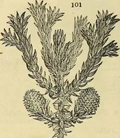 An illustration from The gardener's magazine and register of rural & domestic improvement (1826)